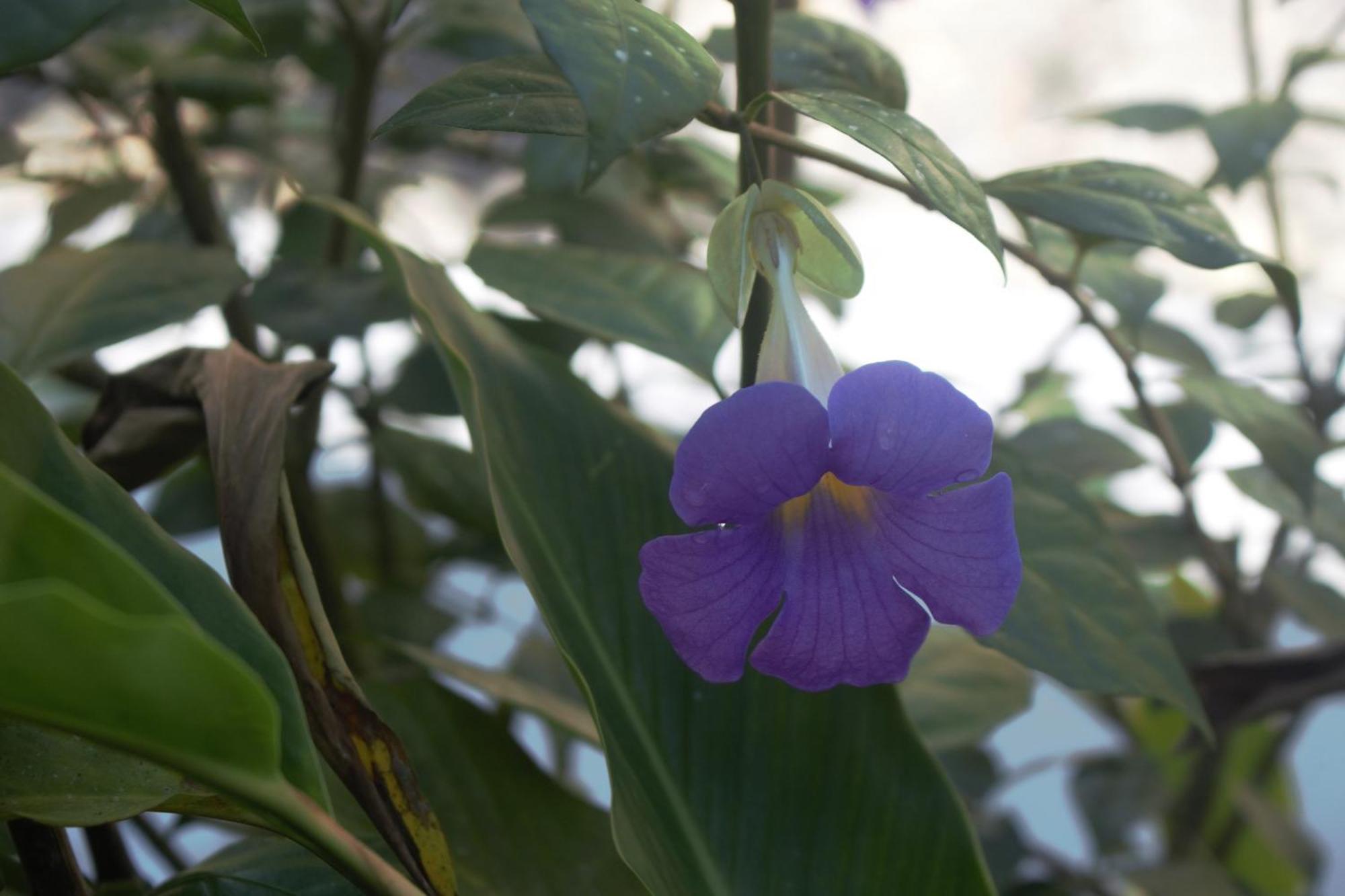 Encanto Arenal Lodge La Fortuna Εξωτερικό φωτογραφία